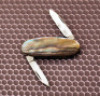 Union Cut Co Beautiful gold lip pearl lobster