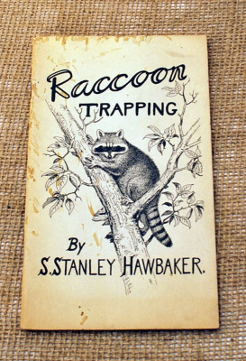 Raccoon Trapping by Stanley Hwabaker