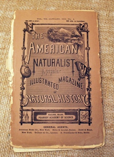 1873 American Naturalist Illustrated Magazine