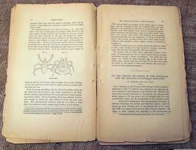 1873 American Naturalist Illustrated Magazine - 2